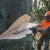 Бензопила Stihl MS 661-28" в Севастополе