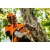 Аккумуляторная пила Stihl MSA 161 T-10" (без аккумулятора и зарядного устройства) в Севастополе