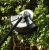 Аккумуляторный триммер DEKO DKTR40V PRO в Севастополе