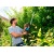 Электроножницы Gardena ComfortCut 550/50 в Севастополе